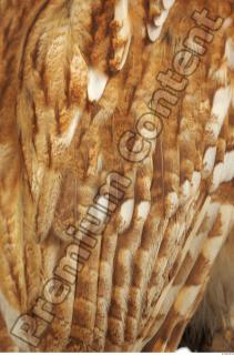 Tawny owl - Strix aluco 0033